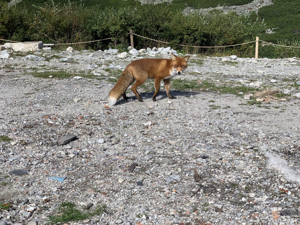 A red fox standing on rocky ground in a mountainous area, looking toward the camera.