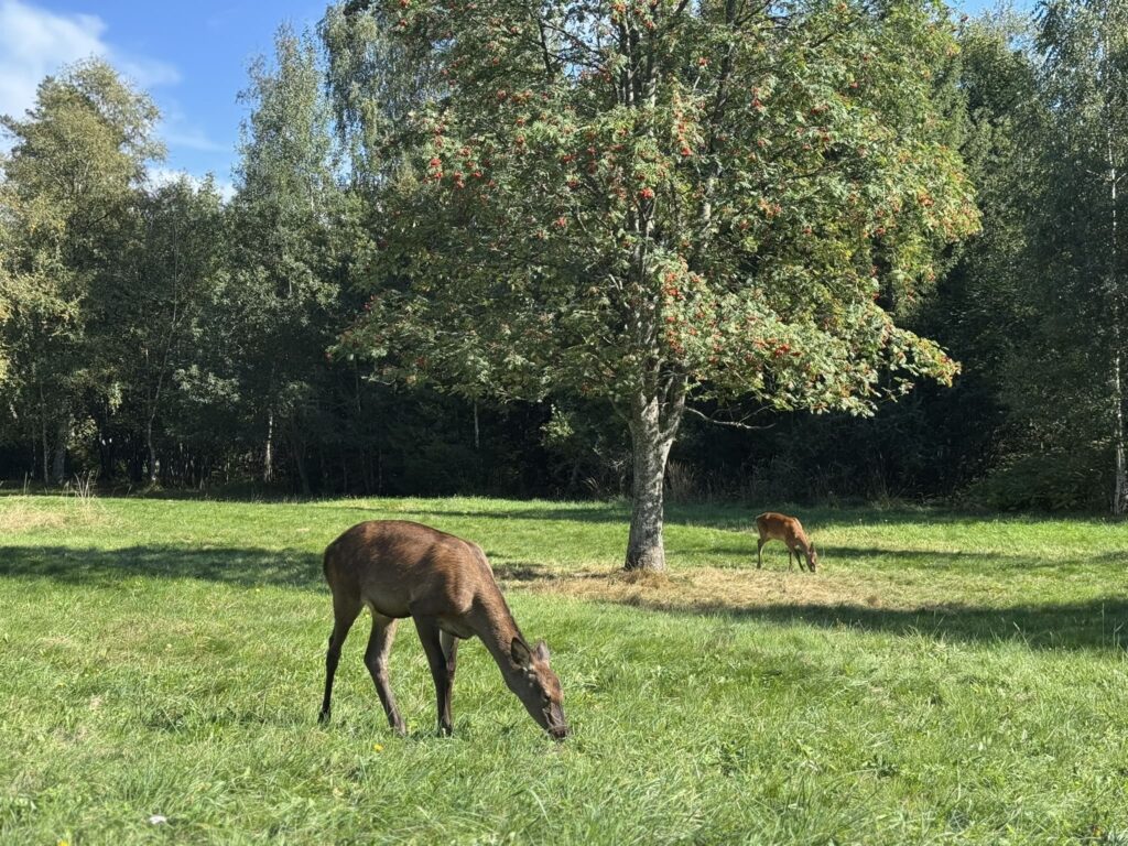 Two deer grazing on a sunny meadow under a tree with red berries, surrounded by a forest.