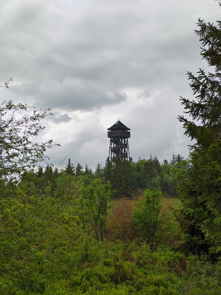 A tall wooden observation tower rises above the dense forest under a moody, overcast sky, offering a panoramic view for adventurous hikers.